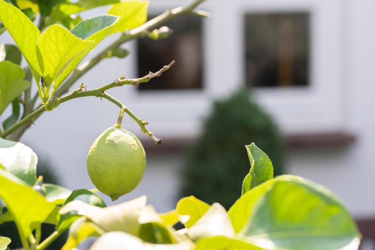 ホテル Wein Und Landhaus Kallfels Kröv エクステリア 写真